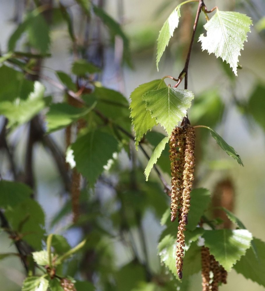 Береза повислая (бородавчатая)