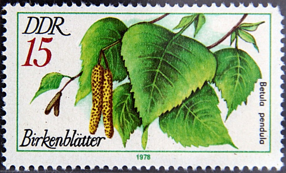 Береза плосколистная Betula platyphylla