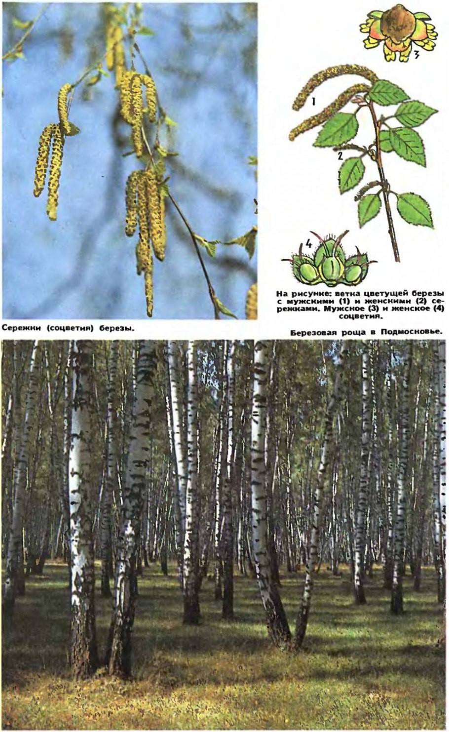 Береза повислая цветки