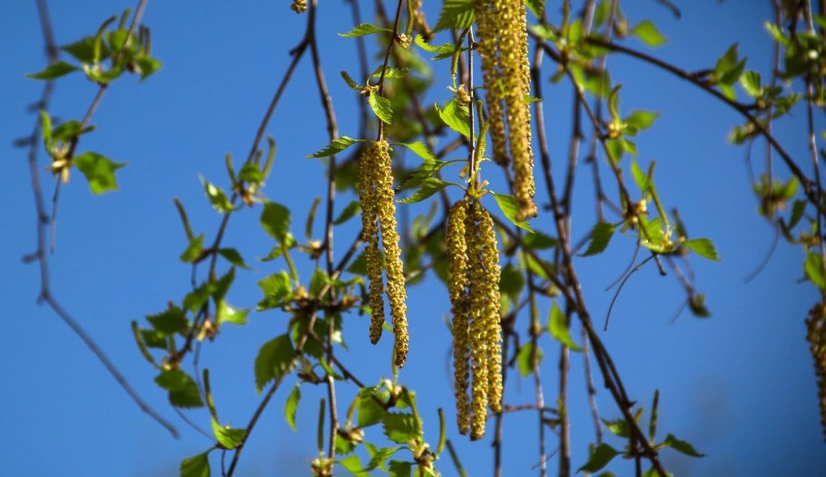 Цветение тополя