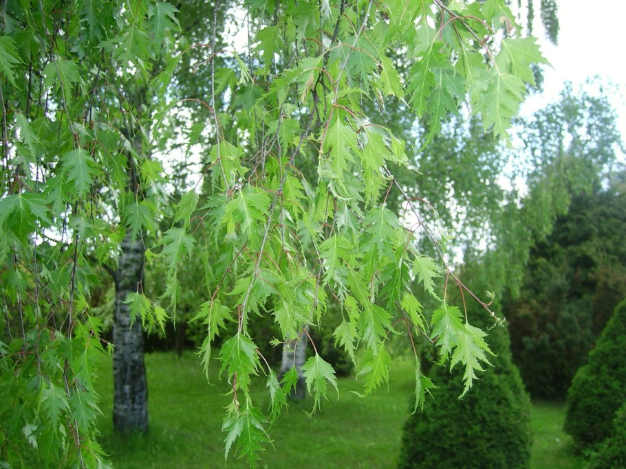 Бетула Пендула серëжки