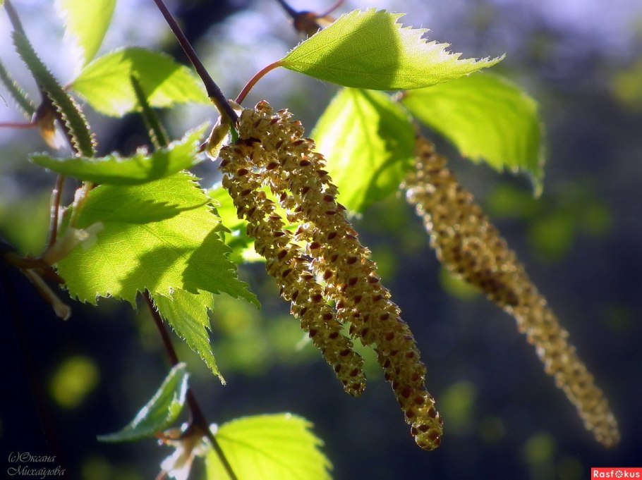 Береза пушистая Бетула