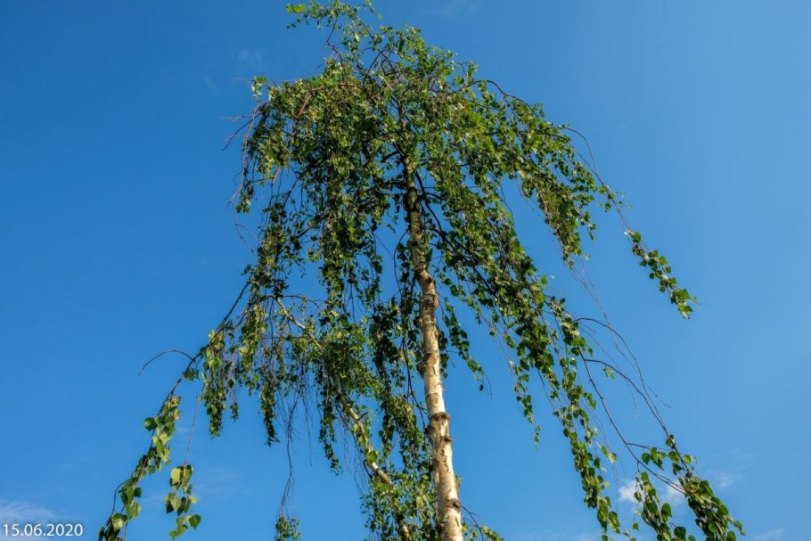 Берёза повислая далекарлийская
