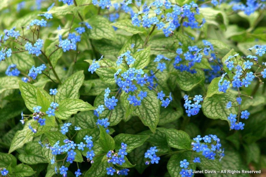 Brunnera macrophylla