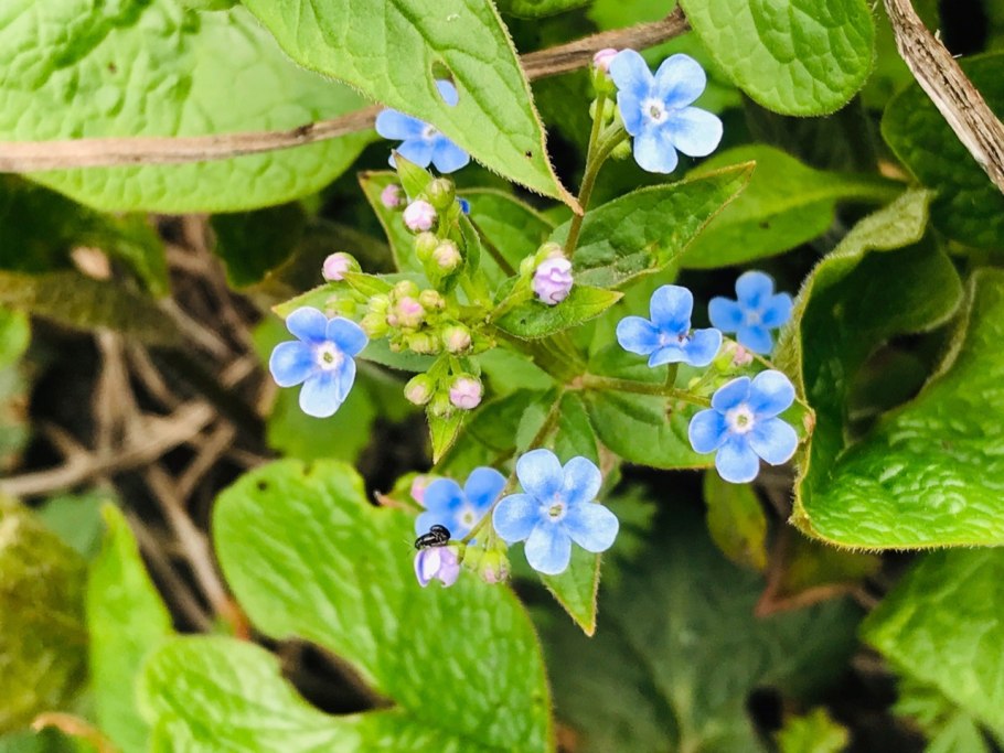 Бруннера Сибирская