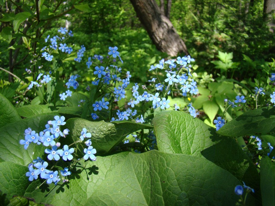 Бруннера Сибирская