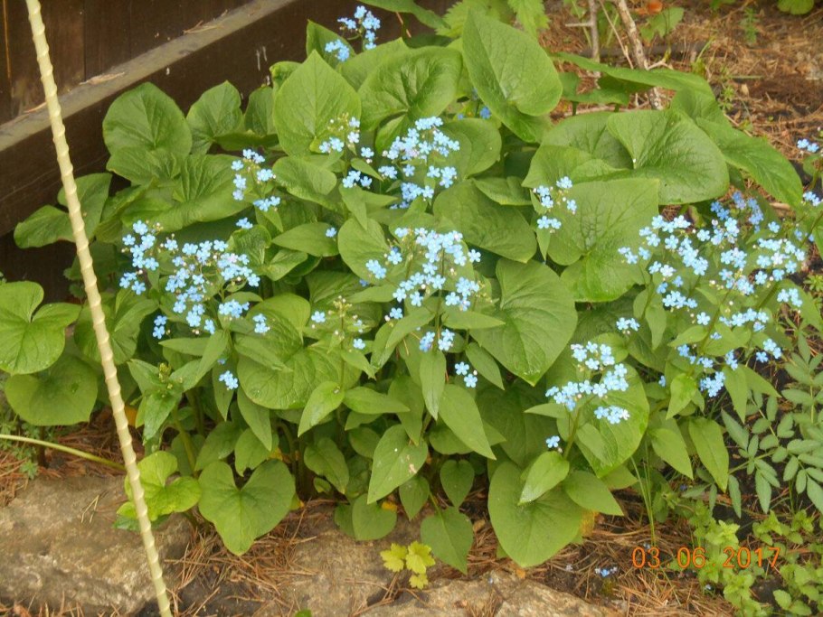 Незабудка Бруннера многолетняя
