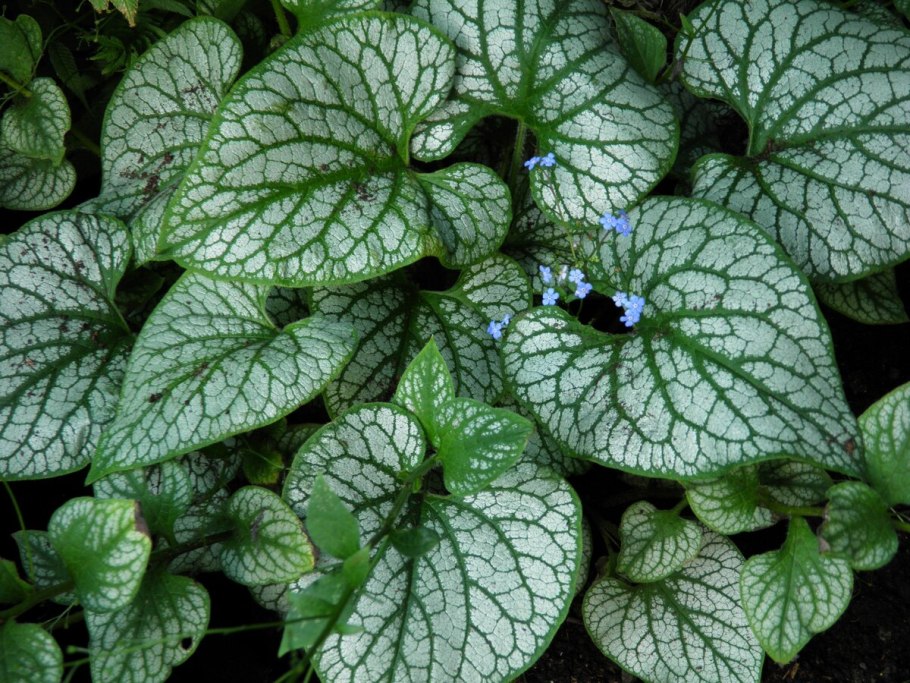 Растение Бруннера крупнолистная