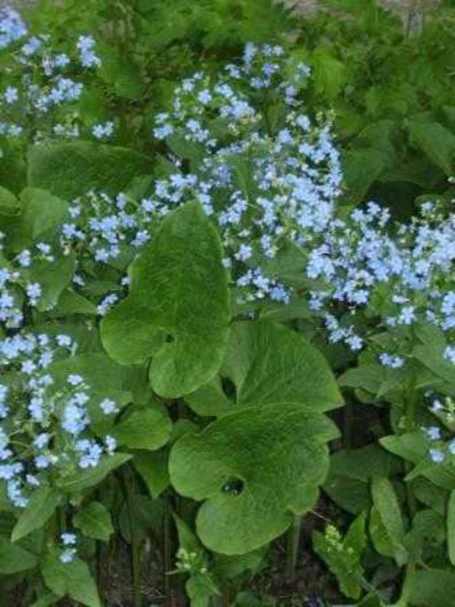 Бруннера лукинг Гласс