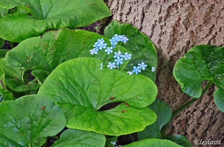 Брунера крупнолистная "Джек Фрост"