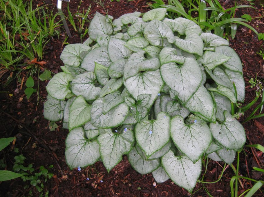 Бруннера крупнолистная Вариегата