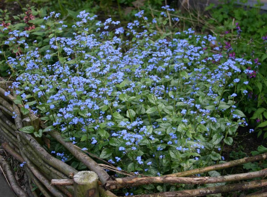 Бруннера Сибирская высота