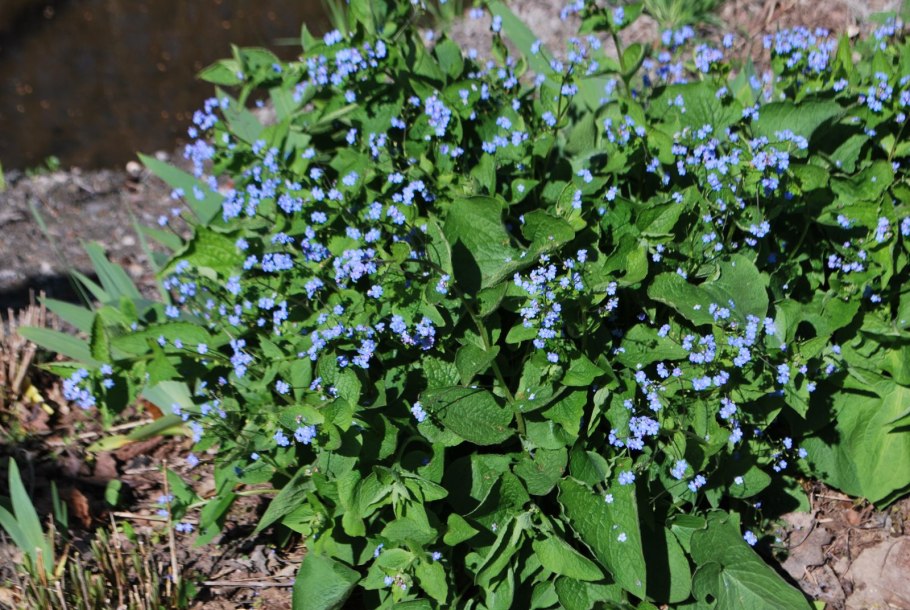 Бруннера розовая