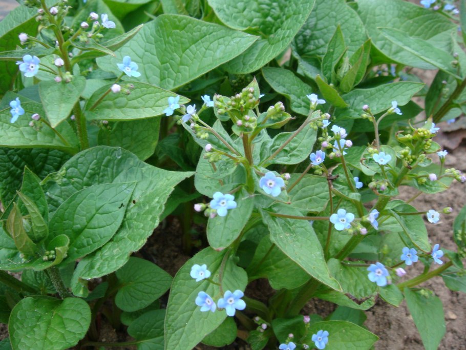 Бруннера Сибирская Незабудочник