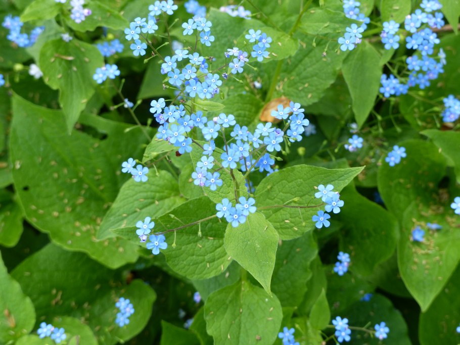 Brunnera Stev. (Бруннера