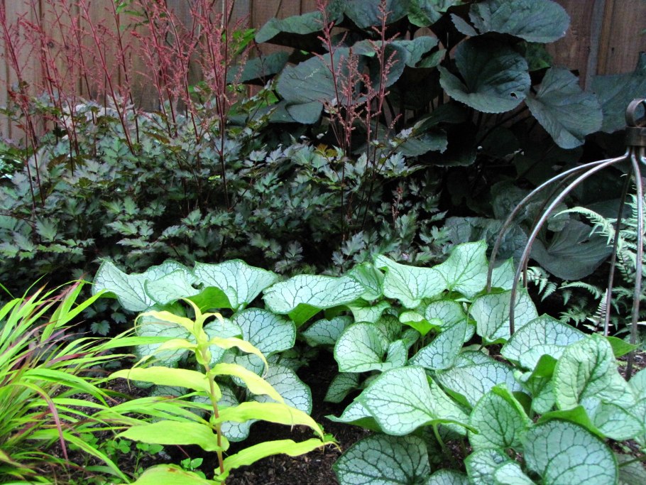 Бруннера Сибирская Незабудочник