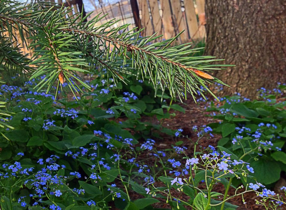Brunnera macrophylla