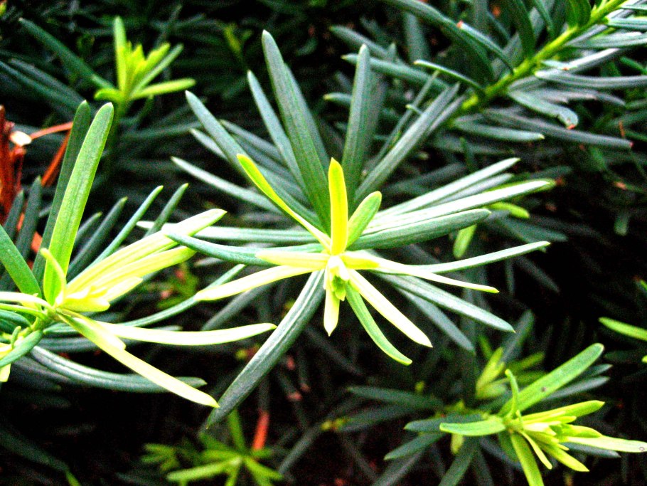 Тис ягодный (Taxus baccata elegantissima)