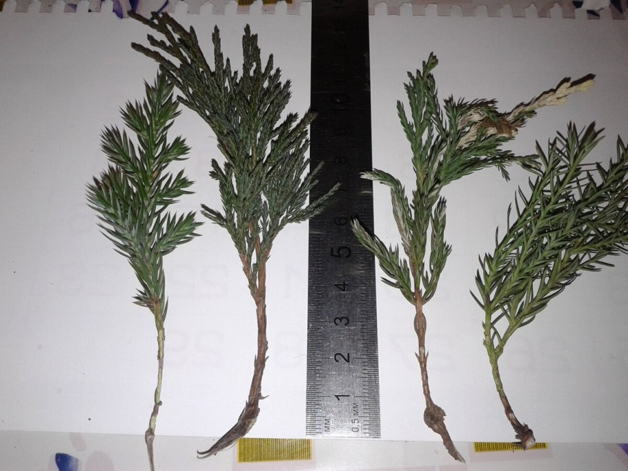 Тисс ягодный elegantissima