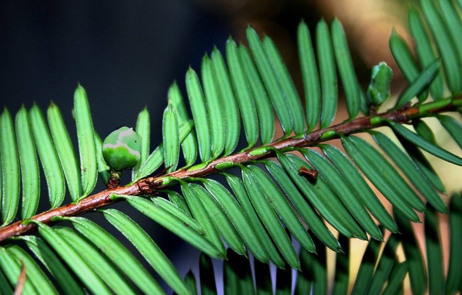 Можжевельник обыкновенный хвоя