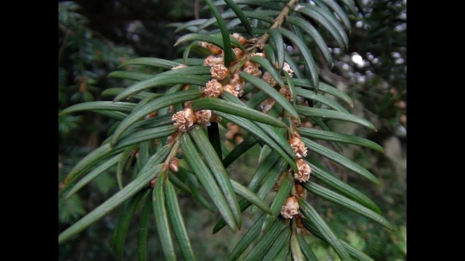 Тис ягодный хвоя