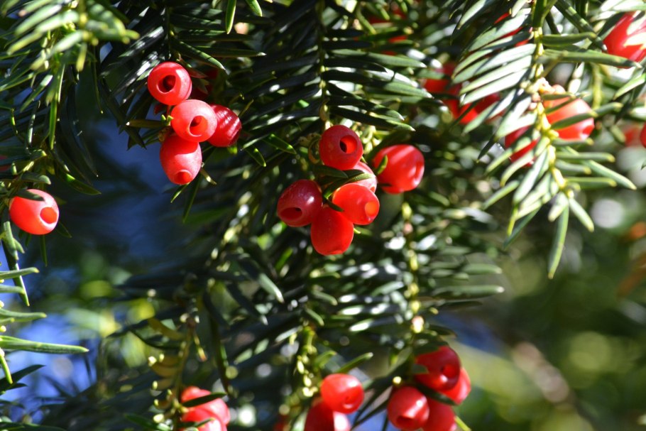 Можжевельник казацкий черенок