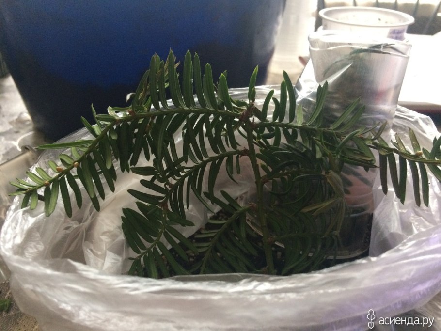 Тис ягодный Taxus baccata