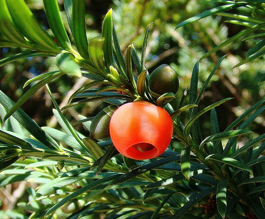 Тис ягодный (Taxus baccata David p9)