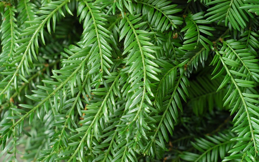 Тис ягодный красная