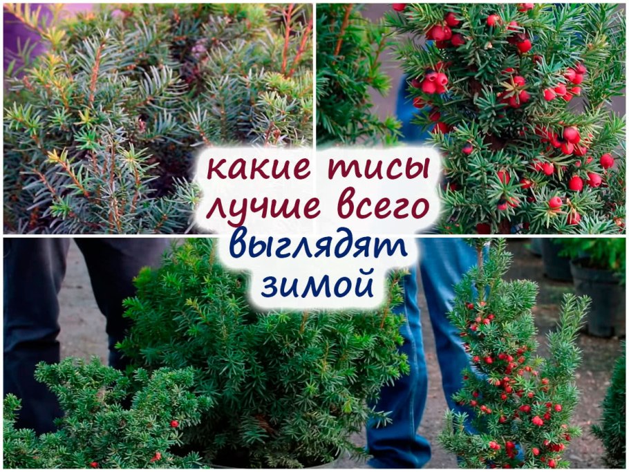 Тис ягодный черенкование