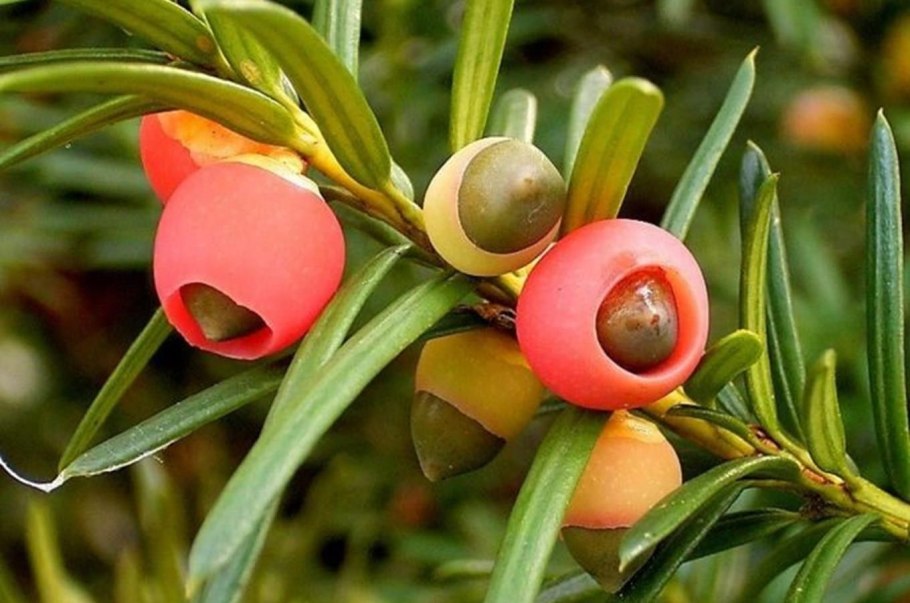 Тис ягодный (Taxus baccata David p9)