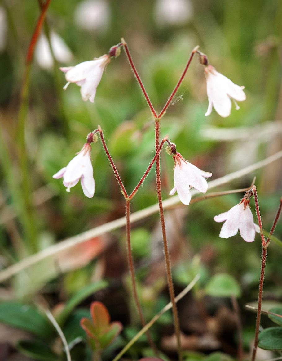 Кислица Oxalis acetosella