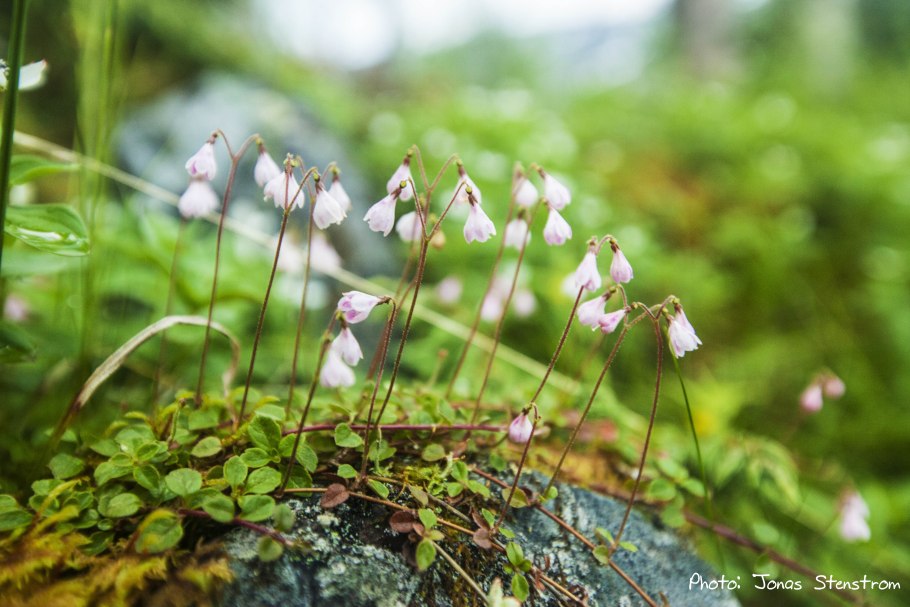 Linnaea Borealis ареал сплошной или нет