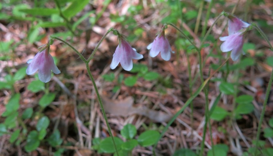 Linnaea Borealis ареал