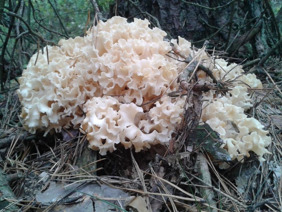 Galitzkya spathulata
