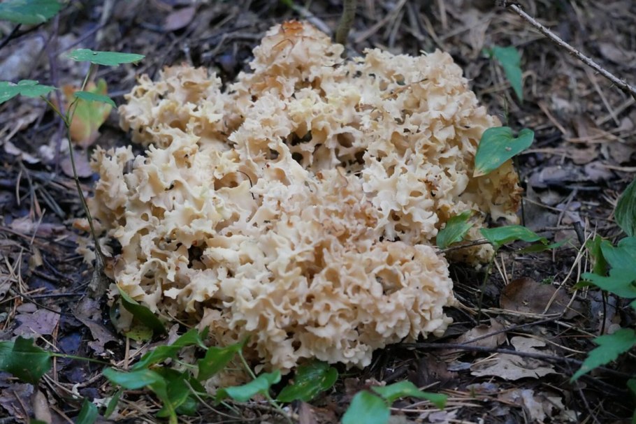 Sparassis crispa грибы