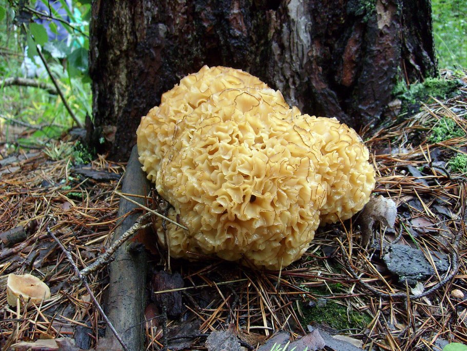 Спарассис курчавый, грибная капуста Sparassis crispa