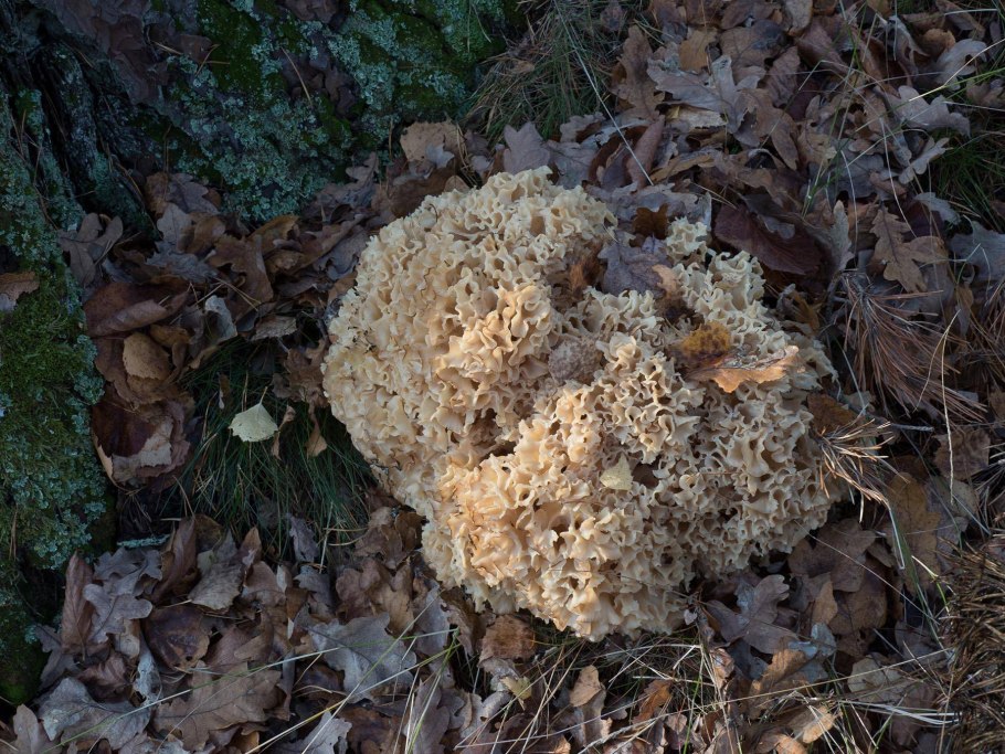Спарассис курчавый (Sparassis crispa)