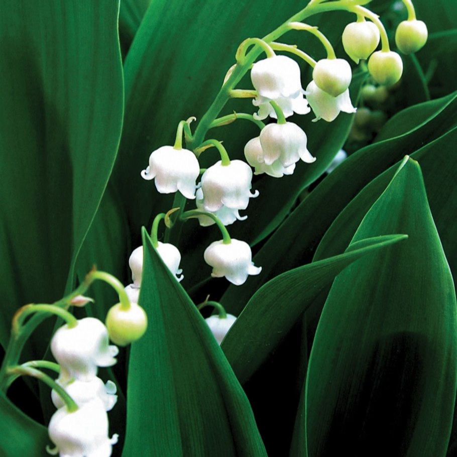 Ландыш Майский Convallaria Majalis rosea
