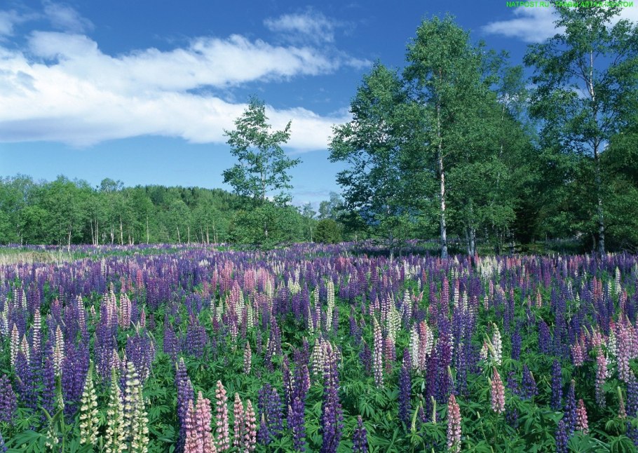 Лампово люпины