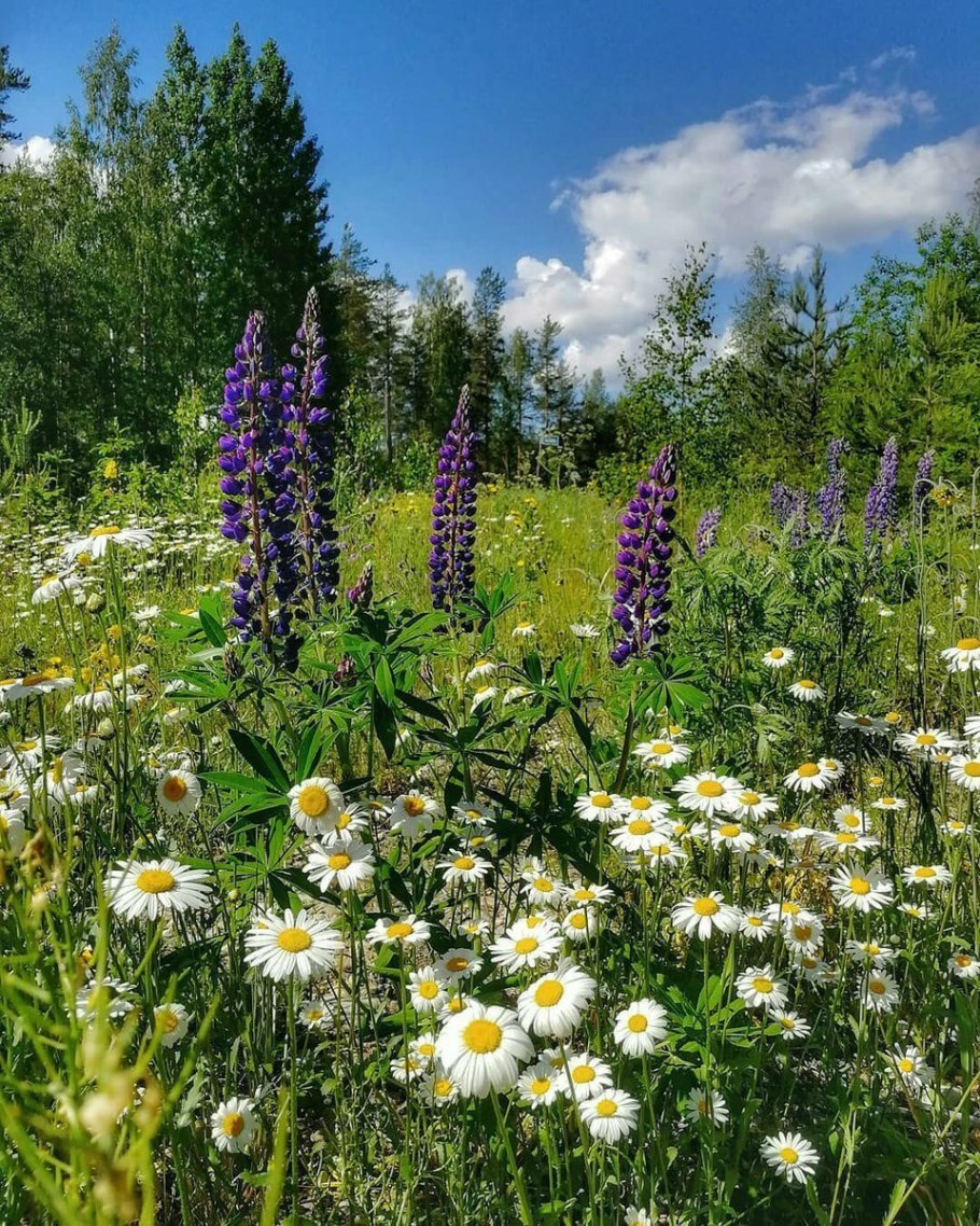 Луговые цветы