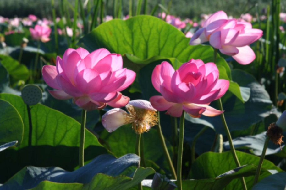 Лотосовые поля Астрахань