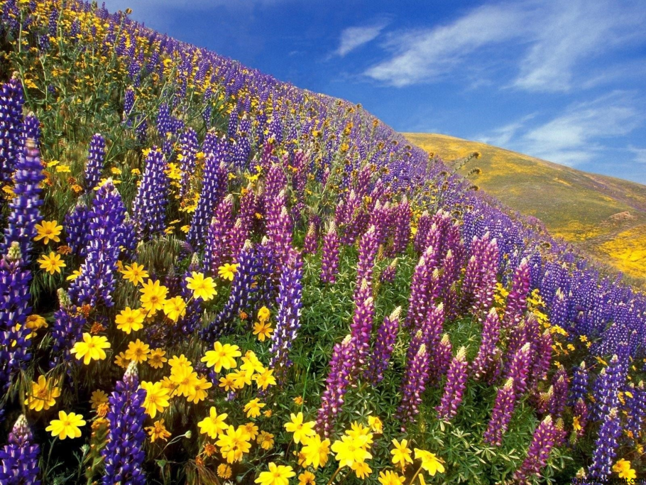 Полевые цветы люпины