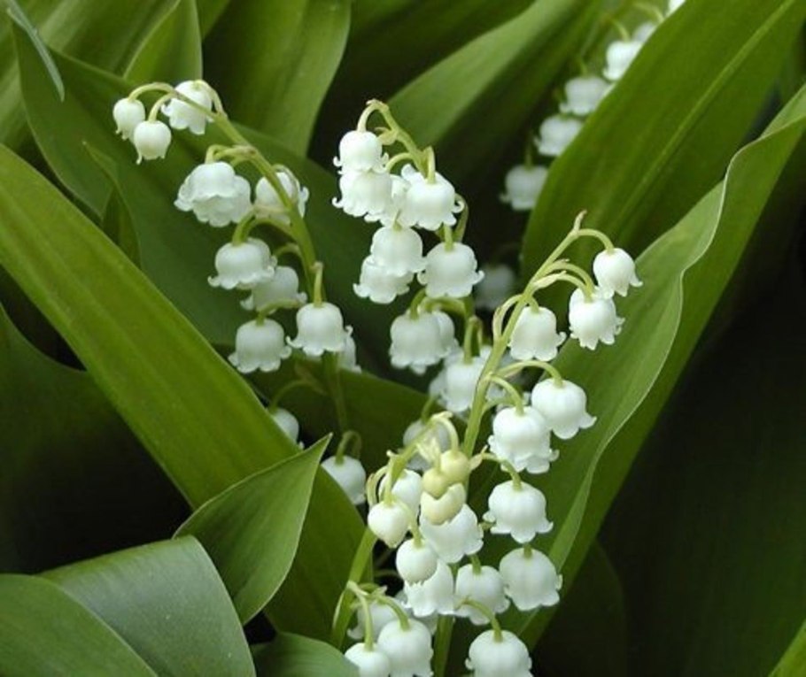 Ландыш Майский (Convallaria Majalis)