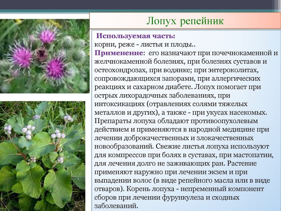 Колючки лопуха