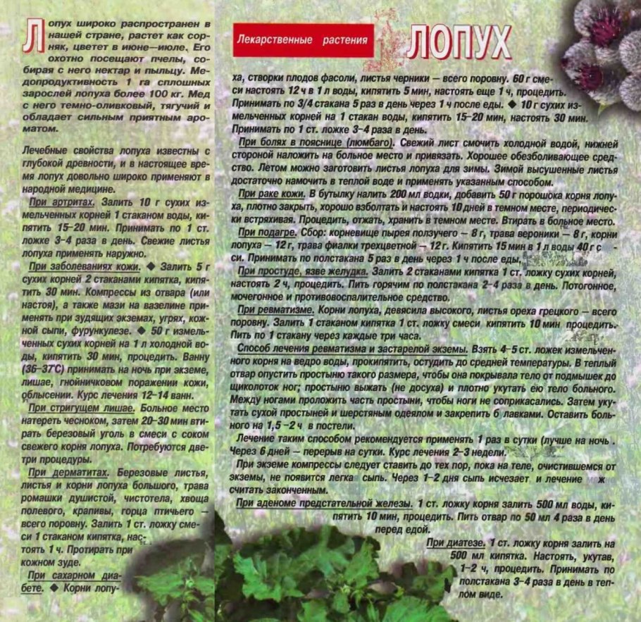 Лопух чертополох репейник разница