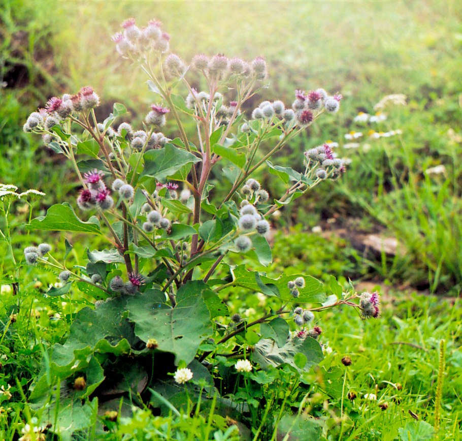 Arctium tomentosum