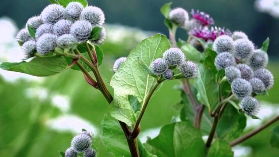 Arctium Lappa листья