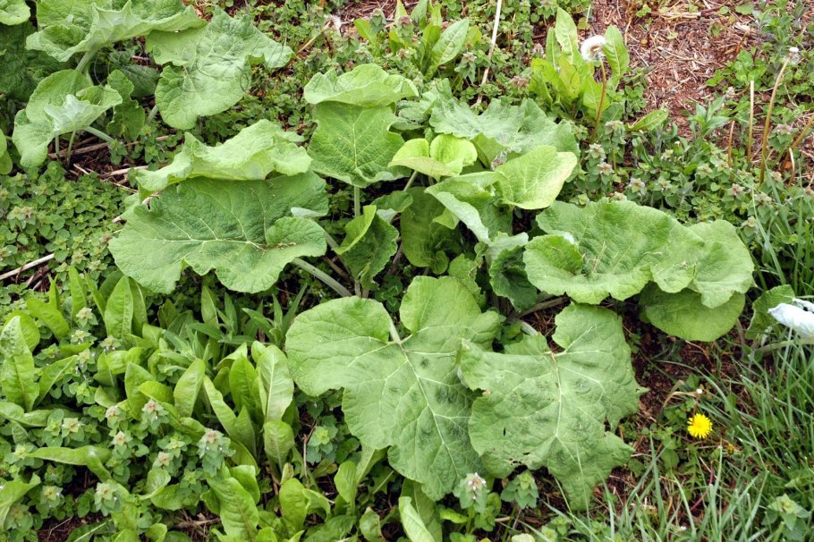 Лопух малый (Arctium Minus)