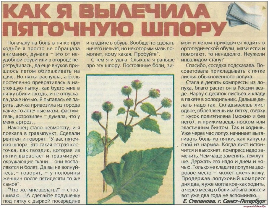 Лопух лекарственное